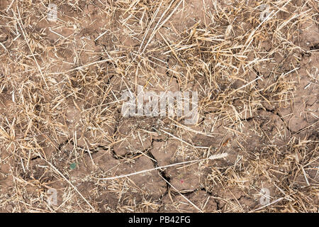 Risse in Ackerland während der Hitzewelle im Sommer 2018 in Großbritannien Stockfoto