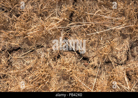 Rissige Erde in einem Feld während der Hitzewelle im Sommer 2018 in Großbritannien Stockfoto