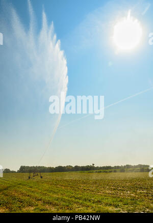 Hitzewelle in Europa. Rekordtemperaturen und ernte Verlust. Stockfoto