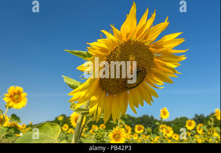 Hitzewelle in Europa. Rekordtemperaturen und ernte Verlust. Stockfoto