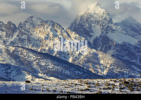 Bison im Westen Stockfoto