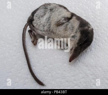 Tot Wasserspitzmaus Neomys fodiens-, vermutlich durch eine Hauskatze getötet Stockfoto