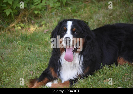 Berner Sennehund suchen sehr zufrieden ruhen im Rasen. Stockfoto