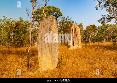 Magnetische TERMITENHÜGEL, LICHFIELD NATIONAL PARK, Northern Territories, Australien Stockfoto