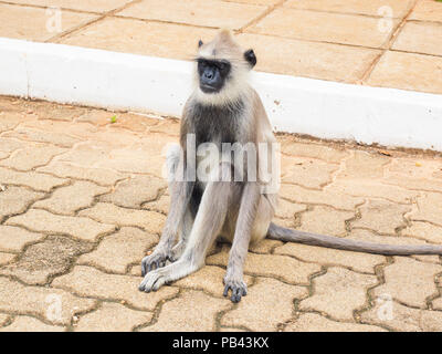 Langur Affe oder Grau langur oder Hanuman Langur (Semnopithecus Entellus) sitzt auf dem Bürgersteig in Anuradhapura antike Stadt, Sri Lanka. Stockfoto