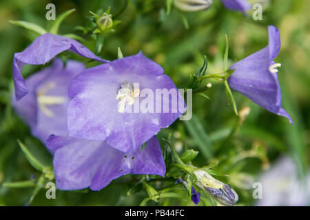 Eine Fee Glockenblume (Campanula persicifolia) Stockfoto