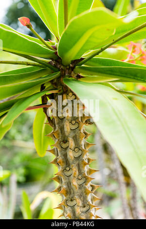 Spikey Palm Tree Nahaufnahme strunk Schießen mit grünen Blättern im Sommer Stockfoto