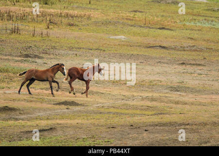 Wildes Pferd (Equus ferus) oder (Equus ferus Caballus), Theodore Roosevelt National Park, (Süd), North Dakota, USA Stockfoto