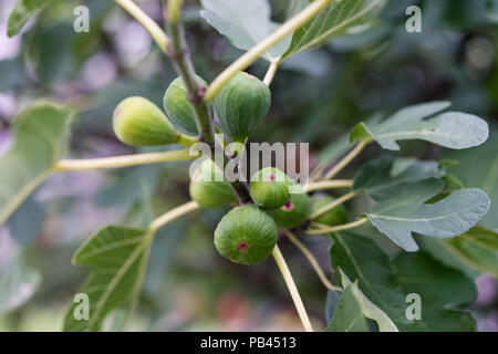 Reif Bild hängen von der Pflanze Baum Seitenansicht Nahaufnahme Makro Stockfoto