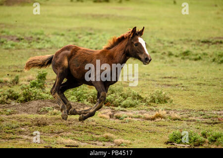 Wildes Pferd (Equus ferus) oder (Equus ferus Caballus), Theodore Roosevelt National Park (Südafrika), North Dakota, USA Stockfoto