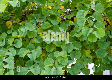 Bauhinia galpinii fabaceae Zwerg orchid Blatt und Blüte Knospe Nähe zu sehen. Stockfoto