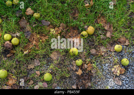 Reife äpfel am Boden mit Wiese im Herbst Stockfoto