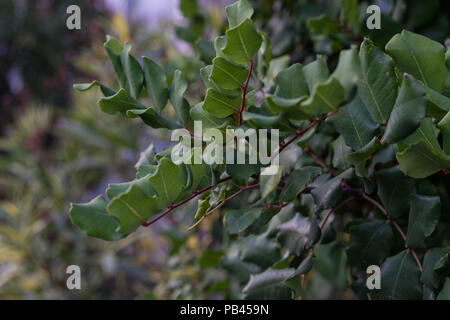 Blätter von Ceratonia Silicua Johannisbread Baum Nähe zu sehen. Stockfoto