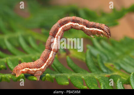 Brown Silver Line Motte (Petrophora chlorosata Caterpillar) auf seinen foodplant Bracken. Tipperary, Irland Stockfoto