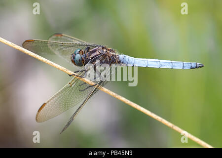 Männliche gekielt Skimmer Dragonfly (Orthetrum coerulescens) auf Gras thront. Tipperary, Irland Stockfoto