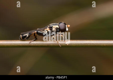 Dicke-legged Hoverfly Syritta pipiens auf pflanzlichen Stammzellen thront. Tipperary, Irland Stockfoto