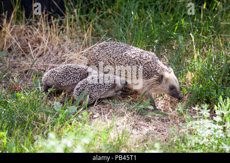 Europäische IGEL Weibchen mit zwei Babys 2018 Stockfoto