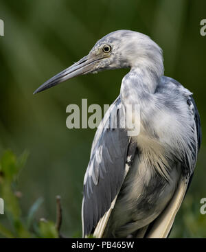 Little Blue Heron in Florida Stockfoto