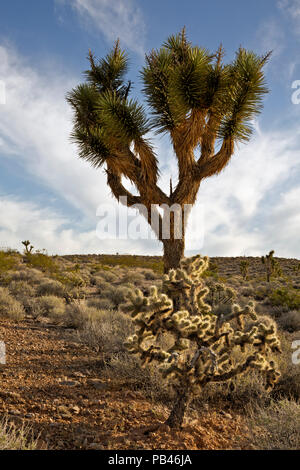 UT 00493-00... UTAH - ein cholla Kaktus wächst unter den Joshua Bäume in die Woodbury Wüste Studie, Teil der Beaver Dam Wash nationalen Conservati Stockfoto