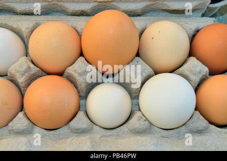 Farbe und Größe Variationen in lokal angebaute Bio Eier, Greater Sudbury, Ontario, Kanada Stockfoto