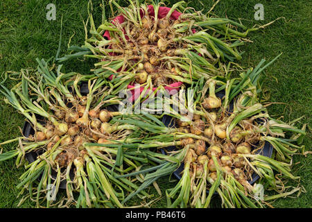 Gemüsegarten Ernte - Zwiebeln trocknen zu lassen, Greater Sudbury, Ontario, Kanada Stockfoto