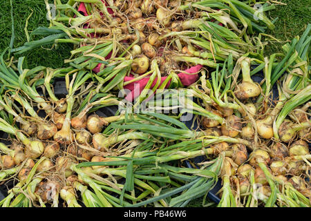 Gemüsegarten Ernte - Zwiebeln trocknen zu lassen, Greater Sudbury, Ontario, Kanada Stockfoto