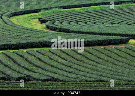 Teeplantagen in Chiang Rai, Thailand Stockfoto