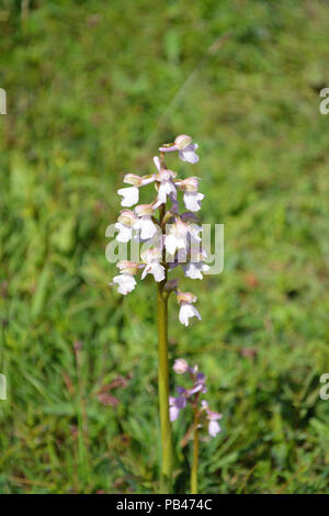 Green-winged Orchid Stockfoto