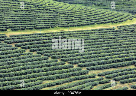 Teeplantagen in Chiang Rai, Thailand Stockfoto