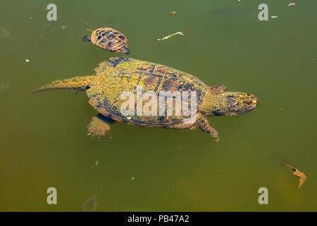 Schildkroten Chrysemys Picta Gemalt Schildkrote Maryland Reiten Auf Ruckseite Einrasten Chelydra Serpentina Ernahren Sich Von Algen Auf Panzer Stockfotografie Alamy