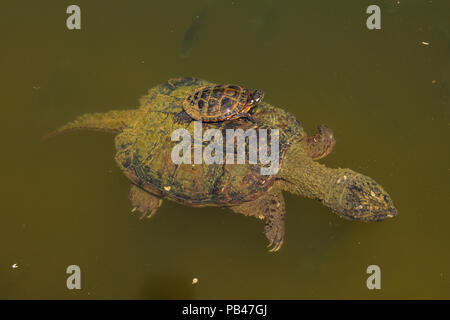 Schildkroten Chrysemys Picta Gemalt Schildkrote Maryland Reiten Auf Ruckseite Einrasten Chelydra Serpentina Ernahren Sich Von Algen Auf Panzer Stockfotografie Alamy