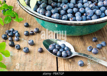 Frische Heidelbeeren aus einer Schüssel auf alten Holztisch. Laub mit Beeren Heidelbeeren am Strauch für Hintergrund. Blaubeeren zerbröckelt auf dem Tisch Stockfoto