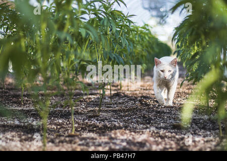 Weiße Katze gehen zwischen Unkraut Pflanzen in Cannabis Farm Stockfoto