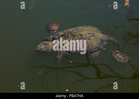 Schildkroten Chrysemys Picta Gemalt Schildkrote Maryland Reiten Auf Ruckseite Einrasten Chelydra Serpentina Ernahren Sich Von Algen Auf Panzer Stockfotografie Alamy