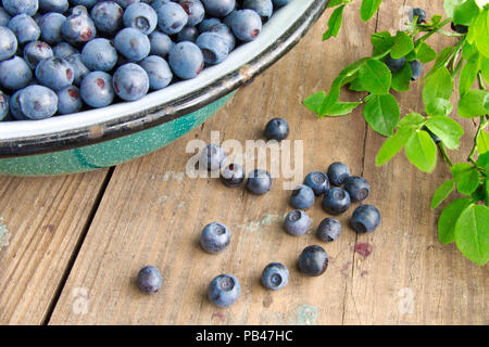 Frische Heidelbeeren aus einer Schüssel auf alten Holztisch. Laub mit Beeren Heidelbeeren am Strauch für Hintergrund. Blaubeeren zerbröckelt auf dem Tisch Stockfoto