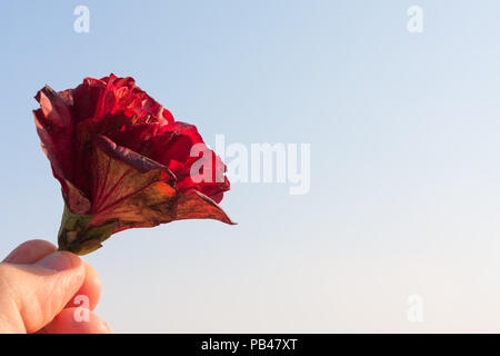 Halten Sie eine fallengelassene rote Hibiskus mit Himmel Hintergrund Stockfoto