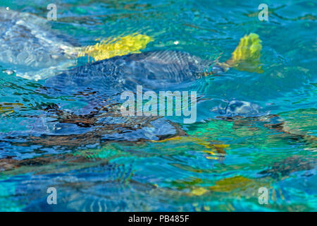 Schule der äquatorialen marine Fische in der Nähe der Oberfläche des seichten Wasser, Galapagos Islands National Park, North Seymore IST., Ecuador Stockfoto