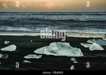 Pferd und Ice Rock mit schwarzer Sandstrand Am Gletschersee Jökulsárlón Strand (Diamond Beach) im Südosten von Island Stockfoto