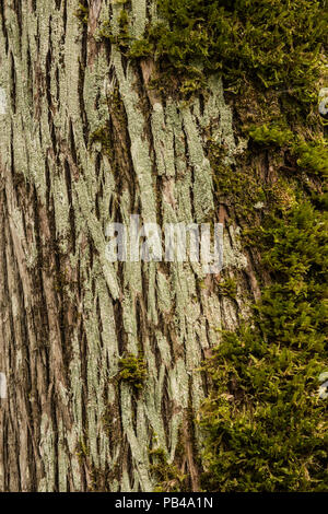 Moos wachsen auf Rinde von Northern White Cedar Tree (Thuja occidentalis), Ontario, Kanada, von Bruce Montagne/Dembinsky Foto Assoc Stockfoto