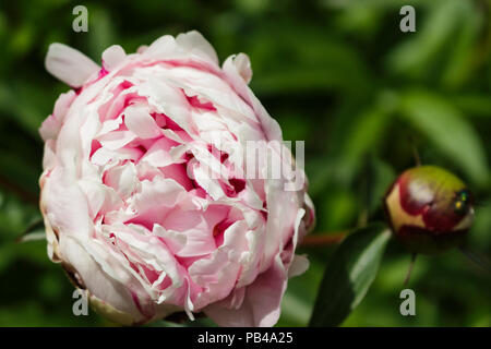 Rosa Pfingstrose Öffnung auf der linken Seite auf dem Hintergrund des grünen Blättern. Stockfoto