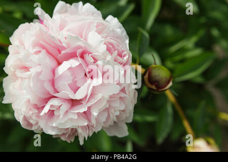 Rosa Pfingstrose eröffnet, auf der linken Seite auf einem Hintergrund von grünen Blättern. Stockfoto