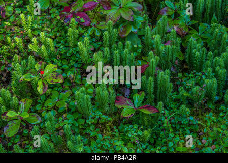 Borealer Wald, Club Moss (Lycopodium), Bunchberry (Cornus canadensis), und schleichende Snowberry (Gaultheria Hispidula), Pukaskwa NP, Ontario, Cana Stockfoto