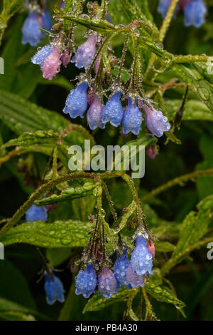 Virginia Bluebells (Mertensia virginica), mit Regentropfen, östlichen Vereinigten Staaten, von Bruce Montagne/Dembinsky Foto Assoc Stockfoto