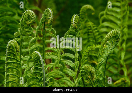 Strauß Farnwedel (Matteuccia struthiopteris), östlichen Nordamerika, von Bruce Montagne/Dembinsky Foto Assoc Stockfoto