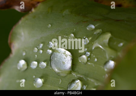 Banana leaf Holding regen Wassertropfen auf einem schönen Morgen. Reflexionen von Sonnenlicht bilden die Tröpfchen so erstaunlich. Stockfoto