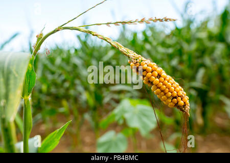 Frische Maiskolben reifer Mais in den grünen Bereich. Stockfoto
