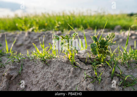 Junge Kartoffel auf den Boden bedecken. Anlage close-up. Die Pflänzchen der junge Kartoffel Pflanzen sprießen aus dem Lehm im Frühjahr. Stockfoto