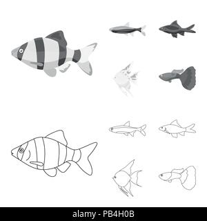 Angelfish, Common, Barbus, neon. Fish Sammlung Icons in Grenzen gesetzt, Schwarzweiß-Stil vektor Symbol lieferbar Abbildung. Stock Vektor