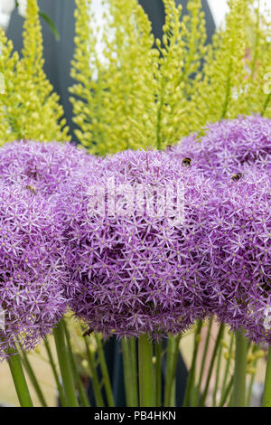 Allium 'Globemaster'. Zierpflanzen Zwiebeln auf einer Blüte zeigen. Großbritannien Stockfoto
