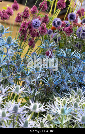 X Eryngium zabelii 'Big Blue'. Sea Holly Blumen auf einer Blume anzeigen. Großbritannien Stockfoto